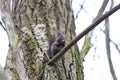 Squirrel stands on a branch cracks and eats a walnut Royalty Free Stock Photo