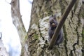 Squirrel stands on a branch cracks and eats a walnut Royalty Free Stock Photo