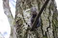 Squirrel stands on a branch cracks and eats a walnut Royalty Free Stock Photo