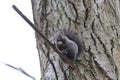 Squirrel stands on a branch cracks and eats a walnut Royalty Free Stock Photo