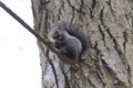 Squirrel stands on a branch cracks and eats a walnut Royalty Free Stock Photo