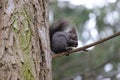 Squirrel stands on a branch cracks and eats a walnut Royalty Free Stock Photo