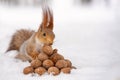The squirrel stands with nut in paws on the snow in front of a pile of nuts Royalty Free Stock Photo
