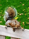 This squirrel stares and says what you looking and faces off in Postmans Park London on a dry clear day, still looking nuts Royalty Free Stock Photo