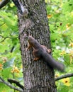 Squirrel Royalty Free Stock Photo