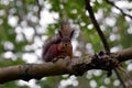Curious squirrel Royalty Free Stock Photo