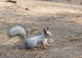 squirrel stay Royalty Free Stock Photo