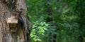 Squirrel stealing bird food Royalty Free Stock Photo