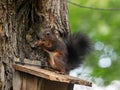 Squirrel stealing bird food