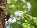 Squirrel stealing bird food Royalty Free Stock Photo