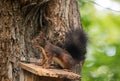 Squirrel stealing bird food