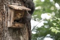 Squirrel stealing bird food