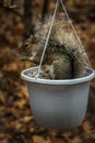 Squirrel stealing bird seed at feeder