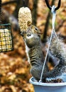 Squirrel Stealing Bird Seed at Feeder Royalty Free Stock Photo