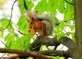 Squirrel stealing cookies.