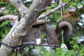 Squirrel stealing food from bird feeder Royalty Free Stock Photo