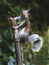 Squirrel on a Stick Royalty Free Stock Photo
