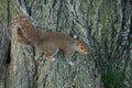 Of squirrel stick to the tree image Royalty Free Stock Photo