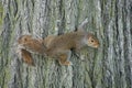 Of squirrel stick to the tree image Royalty Free Stock Photo