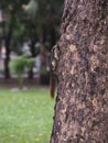 Squirrel sticks on a tree