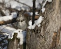 Squirrel Stock Photo. Close-up profile view in the forest, sitting in the snow with blur background displaying its brown fur, in