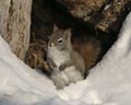 Squirrel Stock Photo. Close-up profile view in the forest, sitting in the snow with den entrance background, displaying its brown