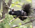 Squirrel Stock Photo. Close-up profile view in the forest standing on a branch tree with a blur background displaying its black