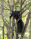 Squirrel Stock Photo. Close-up profile view in the forest standing on a branch tree with a blur background displaying its black