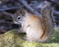 Squirrel Stock Photo. Close-up profile view sitting on a moss rock in the forest displaying bushy tail, brown fur, nose, eyes,