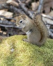 Squirrel Stock Photo. Close-up profile view sitting on a moss rock in the forest displaying bushy tail, brown fur, nose, eyes,