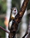 Squirrel Stock Photos. Squirrel close-up profile view on a branch in the forest with open mouth, displaying teeth, nose, eyes,