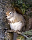 Squirrel Stock Photos. Squirrel close-up profile view in the forest sitting on a branch tree with blur background displaying its