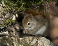 Squirrel Stock Photos. Squirrel close-up profile view in the forest sitting on a moss rock with blur background displaying its