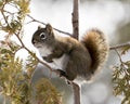 Squirrel Stock Photos. Close-up profile view in the forest standing on a cedar branch with a blur background displaying its brown