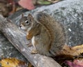 Squirrel Stock Photos. Squirrel close-up profile view sitting on a log in the forest displaying bushy tail, brown fur, nose, eyes