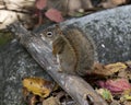 Squirrel Stock Photos. Squirrel close-up profile view sitting on a log in the forest displaying bushy tail, brown fur, nose, eyes