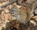 Squirrel Stock Photos. Close-up profile view sitting on a moss stump in the forest displaying bushy tail, brown fur, nose, paws