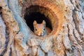 squirrel storing nuts in tree bark hollows Royalty Free Stock Photo