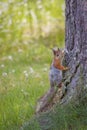 Squirrel at summer