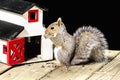 Squirrel with sunflower seeds