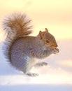 Squirrel - at sunset Royalty Free Stock Photo