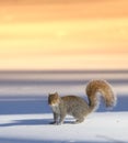 Squirrel - at sunset Royalty Free Stock Photo