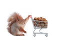 squirrel and supermarket basket with forest nuts isolated on white