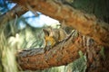 Squirrel surprised tree Royalty Free Stock Photo