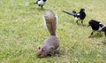 Squirrel Royalty Free Stock Photo