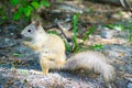 Squirrel with tail down eat walnut peanuts Royalty Free Stock Photo