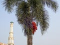 Close-up view of a palm tree bearing fruit.