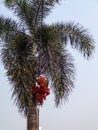 Close-up view of a palm tree bearing fruit.