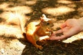 Squirrel takes cedar nuts from hand Royalty Free Stock Photo