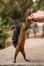 Squirrel eating seeds from man`s hand Royalty Free Stock Photo